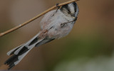 Long-tailed Tit feeding