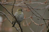 Siskin female