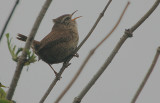 Wren