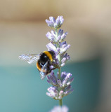 Bee on lavender.jpg