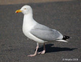 Seagull or Herring Gull