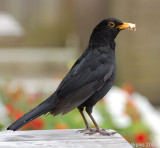 Blackbird Male.