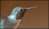 Annas Hummingbird