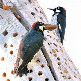 Acorn Woodpeckers