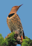 Northern Flicker