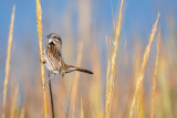 Song Sparrow