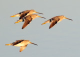 Long-billed Dowitchers