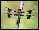 Eight-spotted Dragonfly