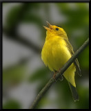 Wilsons Warbler