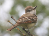 Ash-throated Flycatcher