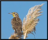 Western Meadowlark