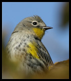 Yellow-rumped Warbler