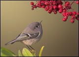 Ruby-crowned Kinglet