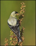 American Goldfinch