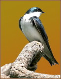 Tree Swallow