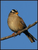 White-crowned Sparrow