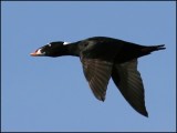 Surf Scoter