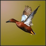 Cinnamon Teal