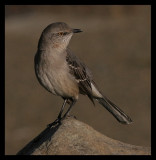 Mockingbird