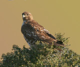 Red-tailed Hawk