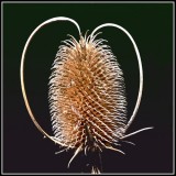 Teasel