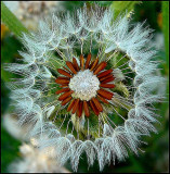 Seed Clock of Gumplant