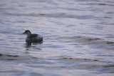 grebe castagneux
