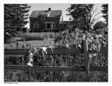 Soons Orchard