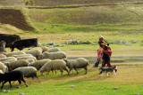 Herding the sheep and cows, ahuimpuquio District