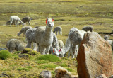 Alpaca, Huancavelia to Santa Ins