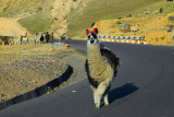 Llama on the road to Ayacucho