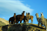 Llamas and Alpaca on a ridge near the road