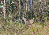 A deer, Peru