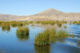 Reeds in the shallows of Lake Titicaca