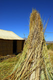 Totora reeds