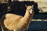 Llama...starting to tell the difference
