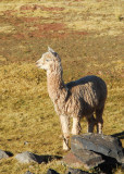 Alpaca