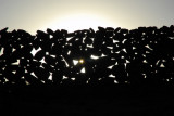 Late afternoon sun behind a dry stone wall, Sillustani