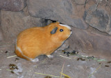 Guinea pig