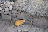 The guinea pigs have their own little thatched house