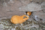 I had guinea pigs as pets as a kid...couldnt see eating them