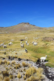 Herd of Alpaca by a stream
