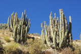 A bit like organ-pipe cactus, Colca Valley