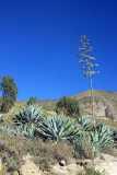 Succulents, Colca Valley