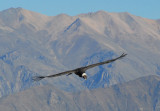 Full grown Condors have a wingspan of up to 10 feet
