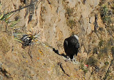 Andean Condor roosting along the cliff below Cruz del Condor