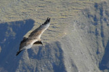 Condor in flight, Cruz del Condor