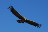 Condor taking a look at me....