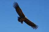 Andean Condor in flight, Cruz del Condor, Colca Canyon