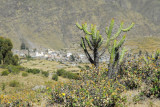 Cactus with Cabanaconde in the distance